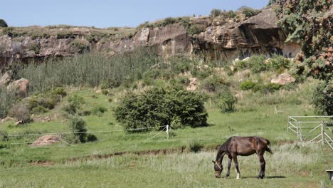 Beautiful-dark-chestnut-horse-grazes-green-grass-in-mountain-paddock