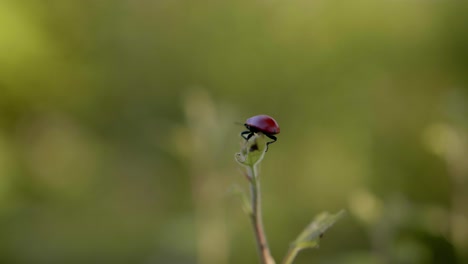 Ein-Kleiner-Marienkäfer-Allein-Auf-Einem-Gras,-Das-Bereit-Ist,-Wegzufliegen