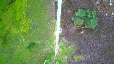 Aerial-top-down-4k-drone-footage-of-a-stunning-hiking-trail-in-the-middle-of-a-heather-nature-reserve