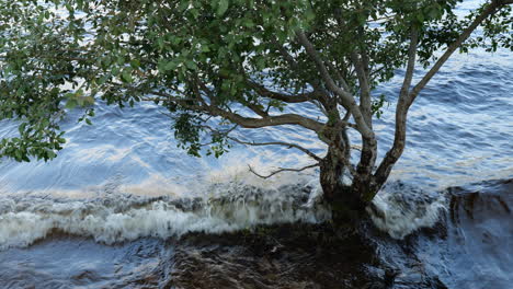 überfluteter-Baum,-Umgeben-Von-Blauem-Wasser-Und-Wellen