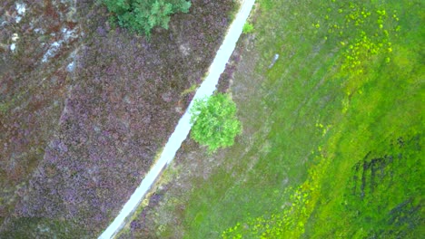 Top-down-aerial-drone-footage-of-a-birch-tree,-standing-on-the-border-between-grass-and-heather