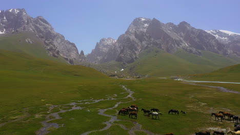 Scenic-aerial-view-flying-over-a-herd-of-horses-in-the-majestic-mountain-wilderness-of-Kyrgyzstan