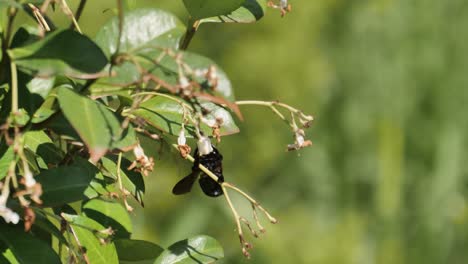 Bumble-bee-feeds-on-nectar-of-white-flowers,-green-shrub,-narrow-focus
