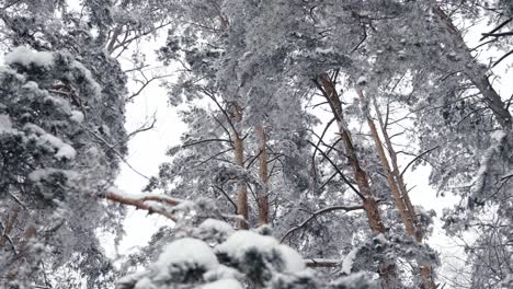 Toma-En-ángulo-Bajo-De-árboles-Altos-De-Coníferas-Cubiertos-De-Nieve-Blanca-En-Un-Frío-Día-De-Invierno