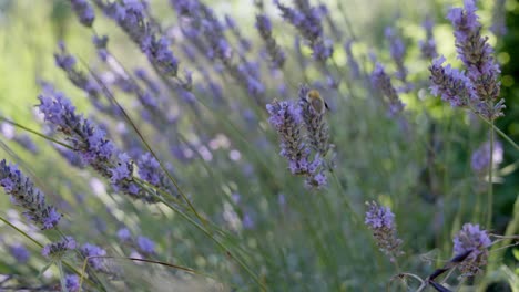 Bee-flying-through-the-heather-in-search-of-food,-the-background-is-like-a-poetic-blurry-painting
