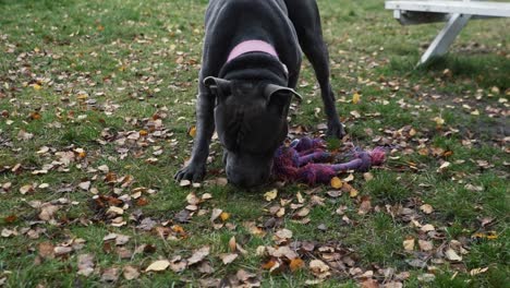 Stafford-dog-in-a-park-sniffing-his-toy