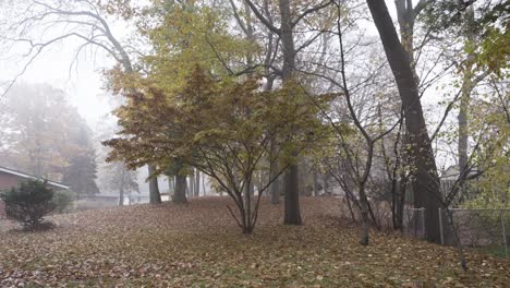Leaves-of-an-oak-tree-falling-in-Autumn