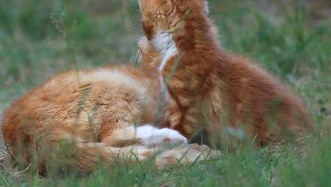 Ständige-Nahaufnahme-Einer-Aufmerksamen-Orangefarbenen-Jungen-Weiblichen-Katze,-Die-Geduldig-In-Der-Gartenvegetation-Sitzt,-Die-Ohren-Sich-Bewegen,-Um-Jedem-Geräusch-Zu-Lauschen,-Darauf-Zu-Schauen,-Dinge-Zu-Hören-Und-Direkt-In-Die-Kamera-Zurückzublicken