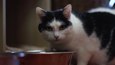Hermoso-Gato-Doméstico-Comiendo-Su-Comida-Y-Mirando-Directamente-A-La-Cámara