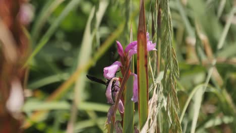 Large-Tarantula-Hawk-Wasp-explores-purple-Bulge-Lily-flower-blossom
