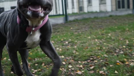 Slow-motion-shot-of-running-grey-stafford-in-the-dog-park