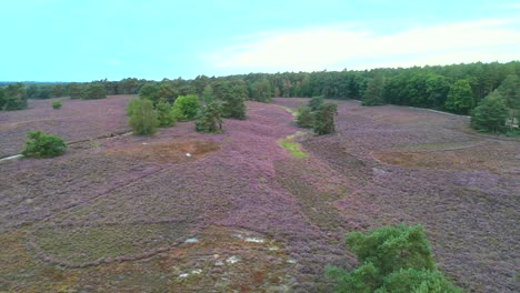 Arial-drone-footage-of-blooming-heather-in-the-summer