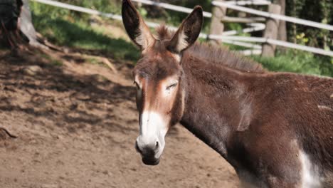 Sleepy-donkey-in-sunny-mule-corral-turns-head-slowly-toward-camera