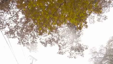 Foggy-weather-over-changing-oak-leaves-in-October