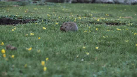 Cute-fat-Ice-Rat-forages-for-food-amid-green-grass-and-yellow-flowers