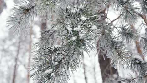 Ländliche-Szene-Von-Baumblättern,-Die-Im-Gefrorenen-Winter,-Rigaer-Wunderland,-Mit-Schnee-Bedeckt-Sind
