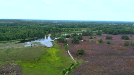Aerial-footage-of-a-wonderful-nature-landscape,-drone-circling-a-birch-tree-surrounded-by-heather-and-a-pond