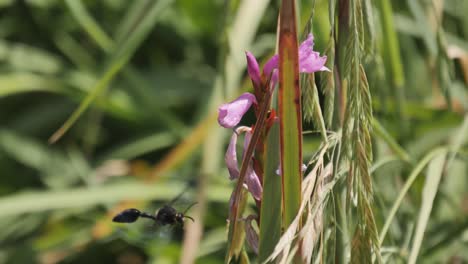 Huge-Tarantula-Hawk-Wasp-buzzes-near-purple-flower-at-end-of-bloom