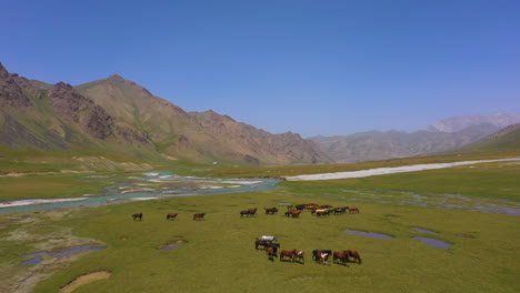 Szenische-Luftaufnahme,-Die-über-Eine-Herde-Von-Pferden-Auf-Einer-Almwiese-In-Der-Bergwildnis-Kirgisistans-Fliegt