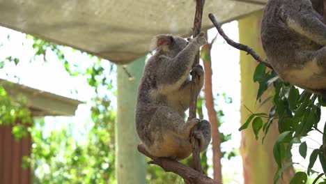 Süßer-Koala,-Phascolarctos-Cinereus,-Der-Sein-Flauschiges-Graues-Fell-Mit-Seinem-Hinteren-Fuß-Auf-Der-Gabel-Des-Baums-Kratzt-Und-Pflegt,-Bei-Tageslicht-Im-Australischen-Wildtierschutzgebiet-Kühlt,-Nahaufnahme