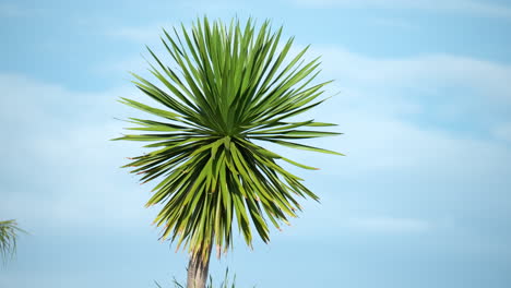 One-Cabbage-Tree-Treetop-Branch-Tip-Against-Blue-Ssky-With-White-Clouds-in-the-New-Zealand--