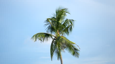 Tropical-Coconut-Tree-Isolated-In-Blue-Clear-Sky
