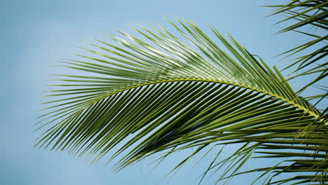 Tropical-coconut-palm-fronds-sway-in-a-gentle-breeze