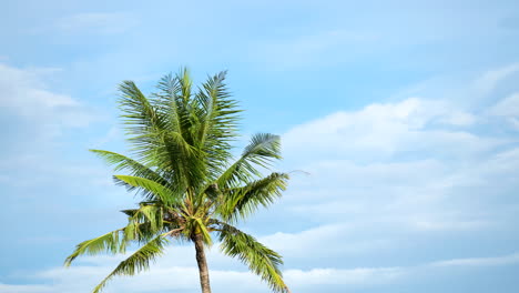 One-Coconut-Palm-Tree-Swaying-Fronds-in-Slow-motion-Against-Blue-Sky-With-White-Clouds---static