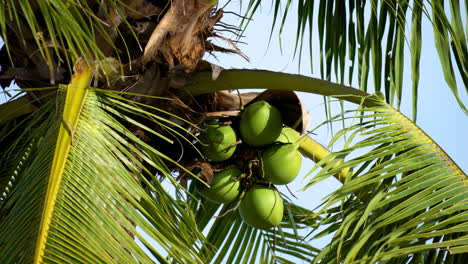 Palm-Tree-With-Green-Coconuts-Sways-in-the-Wind-in-Florida---Close-up