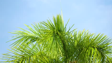 Palm-Fronds-Swaying-in-a-gentle-breeze