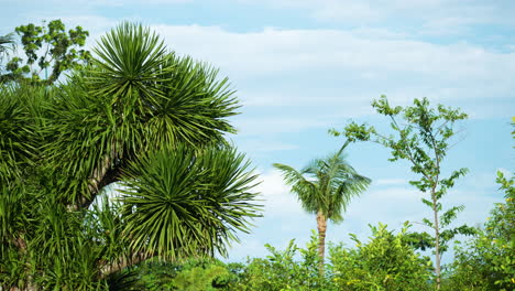 Exuberantes-Palmeras-Y-Plantas-Tropicales-En-Los-Jardines-De-Shangri-la-Mactan,-Cebu-En-Filipinas