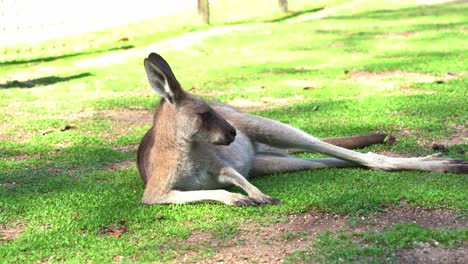 A-kangaroo-lounging-and-relaxing-on-the-ground-under-bright-sunlight,-Australian-native-indigenous-animal-species