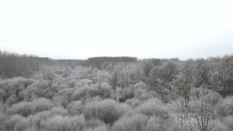 Aerial-drone-footage-flying-over-a-forest-with-trees-covered-in-frost,-stunning-winter-image