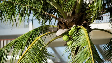 Coconut-Tree-On-A-Sunny-Day-At-The-Beachfront-Hotel-Of-Shangri-La-Mactan,-Cebu,-Philippines