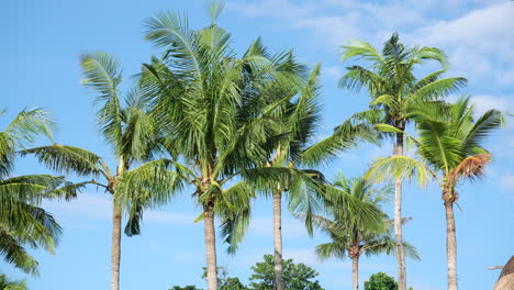Typical-nature-of-tropics,-Row-of-lush-green-coconut-trees-against-blue-sky-and-light-white-clouds