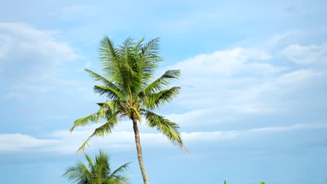 One-palm-tree-sways-in-the-wind-against-a-background-of-blue-sky-with-purple-white-clouds-in-slow-motion