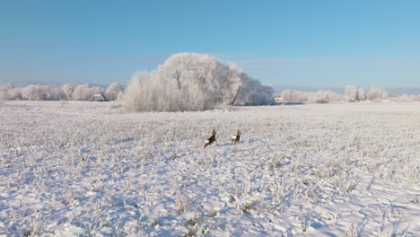 Aerial-view-of-cute-European-roe-deer-running-on-the-snow-covered-agricultural-field,-sunny-winter-day-with-clear-sky,-wide-angle-drone-shot-moving-forward-slow