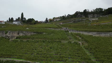 aerial-push-in:-vineyards-landscape-in-Lavaux-region,-Switzerland