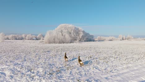 Aerial-view-of-cute-European-roe-deer-running-on-the-snow-covered-agricultural-field,-sunny-winter-day-with-clear-sky,-wide-angle-drone-shot-moving-forward,-slow-motion