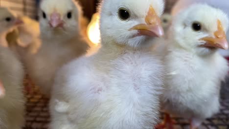 Close-up-of-curious-baby-chicken-chicks-in-a-pen