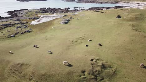 tilt-down:-ireland,-Connemara-fields-next-to-the-atlantic-ocean-with-bovine-eating-grass