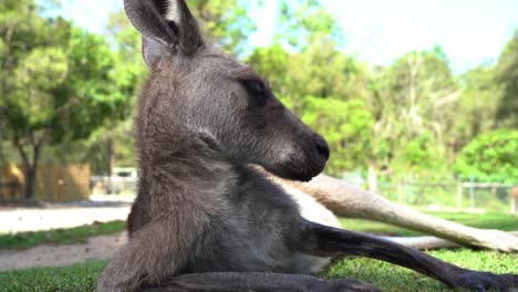 Ground-level-close-up-shot-capturing-a-kangaroo-lounging,-chilling-and-relaxing-on-the-grassy-field-under-bright-daylight-at-Australian-wildlife-sanctuary