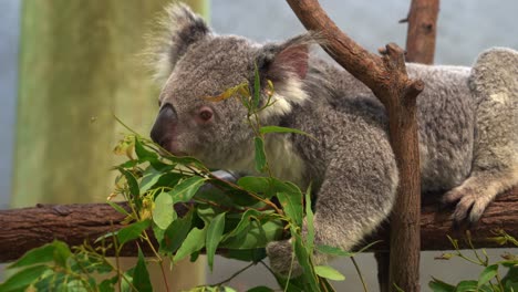 A-fluffy-herbivorous-female-koala,-phascolarctos-cinereus-grabbing-with-its-paw,-munching-on-delicious-eucalyptus-leaves-at-wildlife-sanctuary,-Australian-native-animal-species