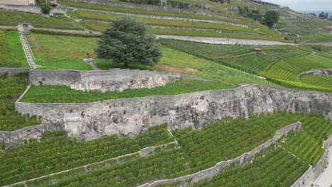 aerial-panoramic-around-a-tree-in-lavaux,-vineyards,-Switzerland