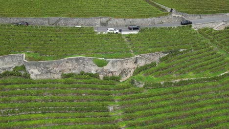 aerial,-Lavaux-vineyards,-a-road-with-cars-in-between-the-agriculture-fields,-Switzerland