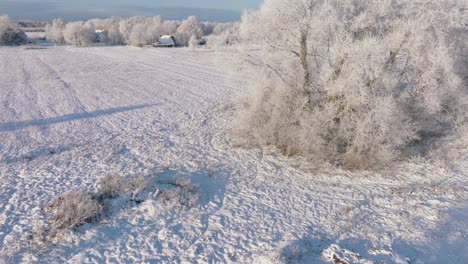 Aerial-birdseye-view-of-cute-European-roe-deer-running-into-snow-covered-trees-at-the-agricultural-field,-sunny-winter-day-with-clear-sky,-wide-angle-drone-shot-moving-forward