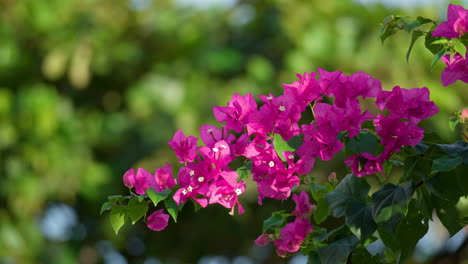 Blumen-Bougainvillea-Tropischer-Buschzweig-Im-Garten