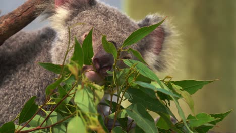 Close-up-shot-of-a-fluffy-herbivorous-female-koala,-phascolarctos-cinereus-munching-on-delicious-eucalyptus-leaves-at-wildlife-sanctuary,-Australian-native-animal-species