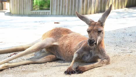 Close-up-shot-of-a-male-red-kangaroo,-osphranter-rufus-lounging-on-the-ground,-chilling-and-relaxing-under-the-sun-in-Australian-wildlife-sanctuary