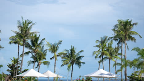 Hoch-Aufragende-Kokospalmen-Und-Sonnenschirme-Im-Luxusresort-Shangri-la-Mactan,-Cebu,-Philippinen